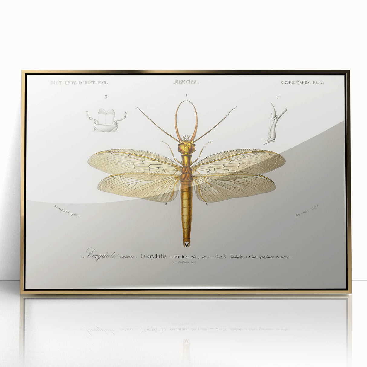 Romanticism Art Print: Eastern Dobsonfly Illustration by D'Orbigny