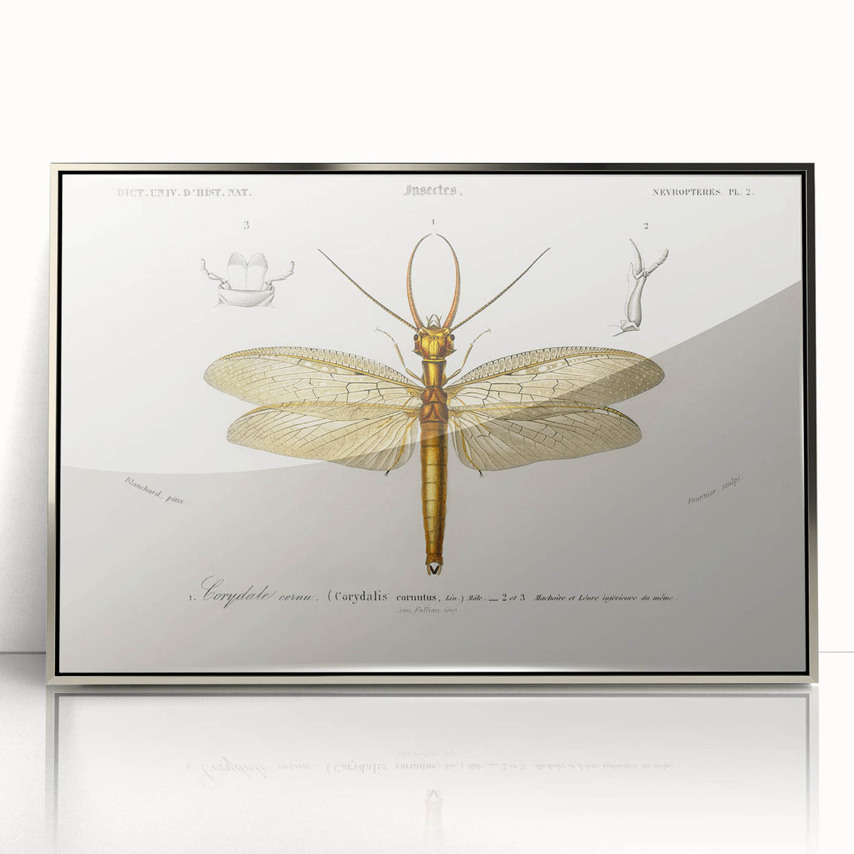 Romanticism Art Print: Eastern Dobsonfly Illustration by D'Orbigny