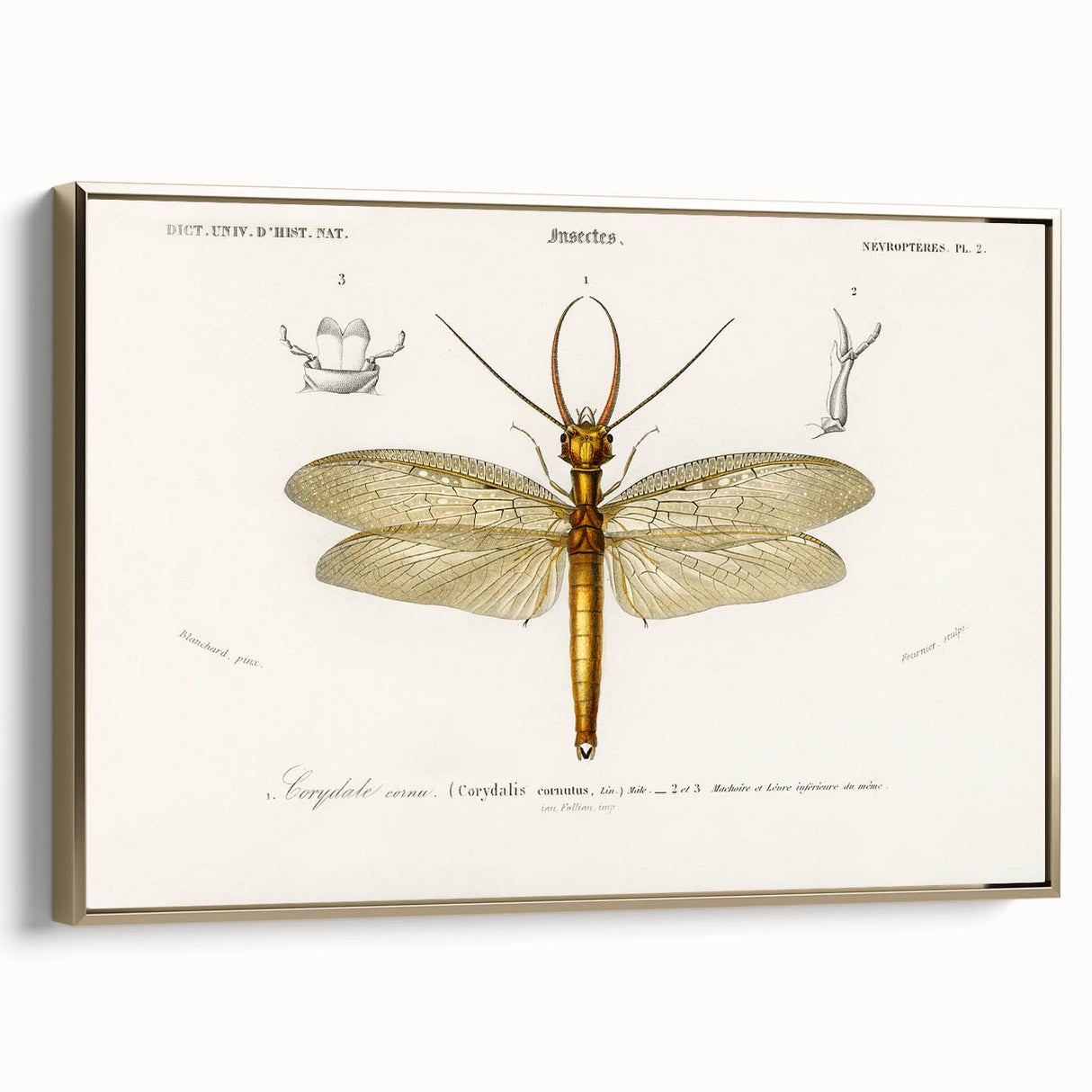 Romanticism Art Print: Eastern Dobsonfly Illustration by D'Orbigny