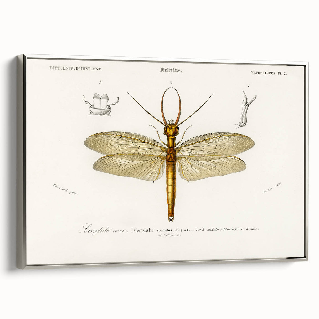 Romanticism Art Print: Eastern Dobsonfly Illustration by D'Orbigny