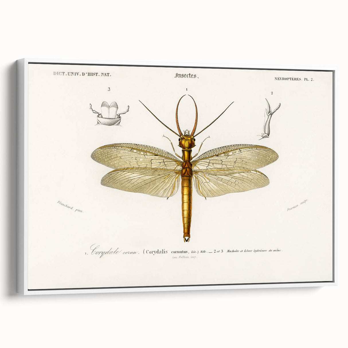 Romanticism Art Print: Eastern Dobsonfly Illustration by D'Orbigny