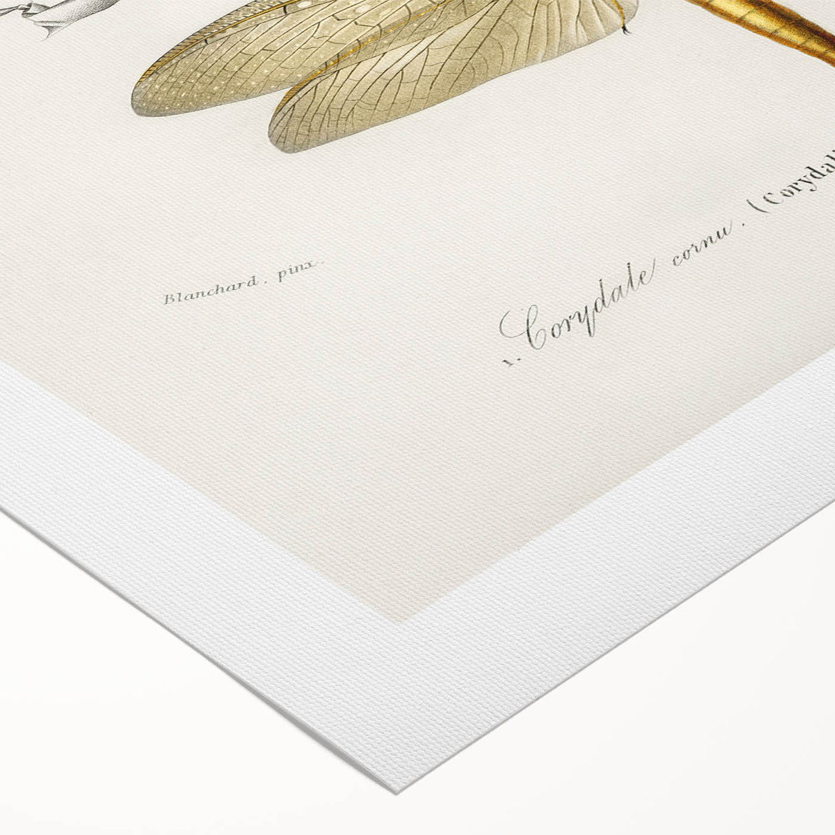 Romanticism Art Print: Eastern Dobsonfly Illustration by D'Orbigny