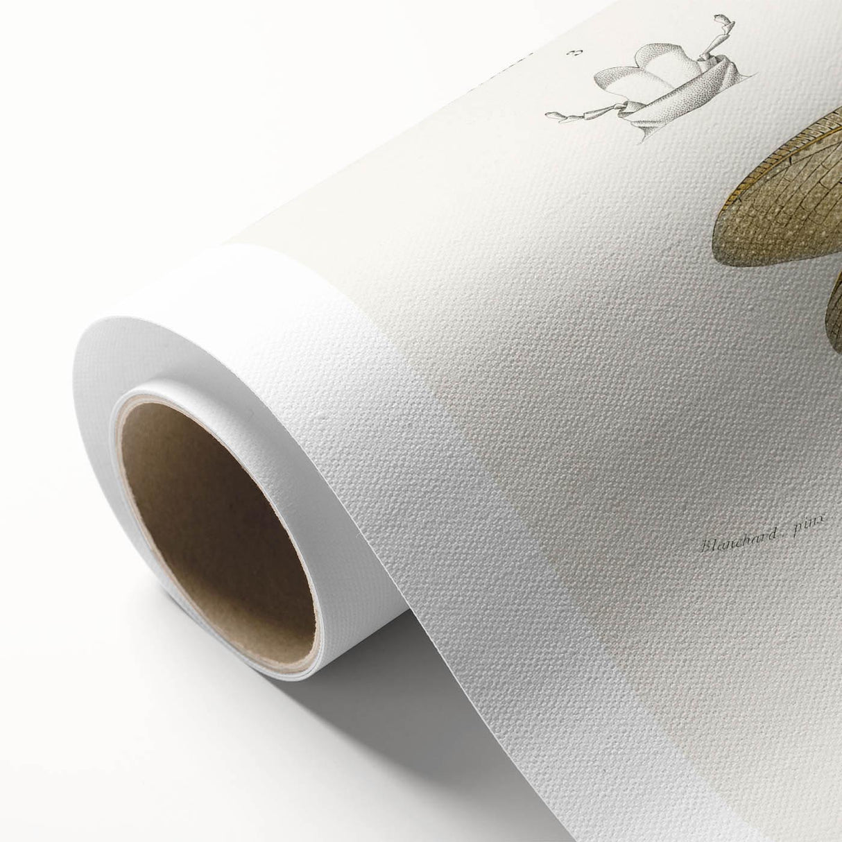 Romanticism Art Print: Eastern Dobsonfly Illustration by D'Orbigny