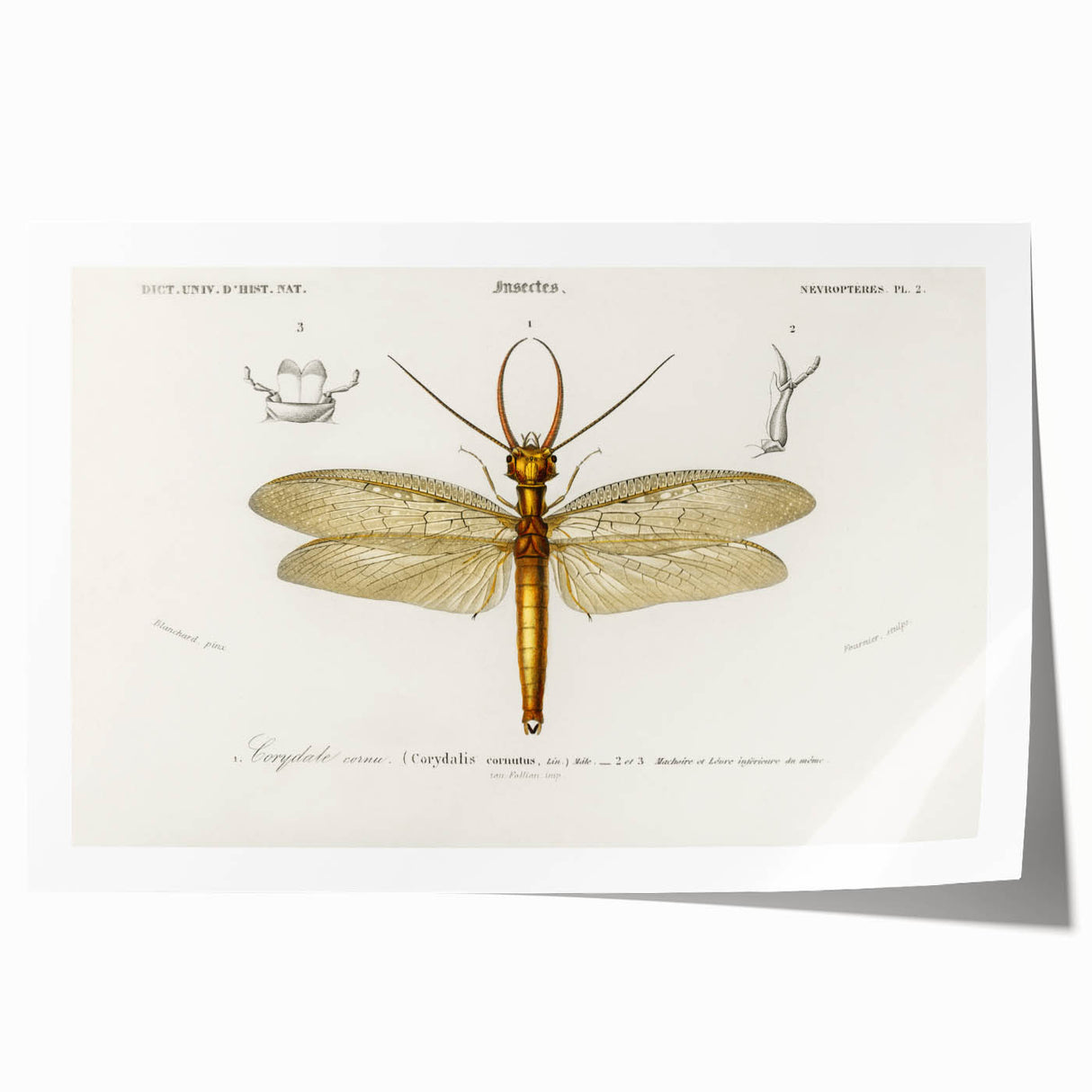 Romanticism Art Print: Eastern Dobsonfly Illustration by D'Orbigny