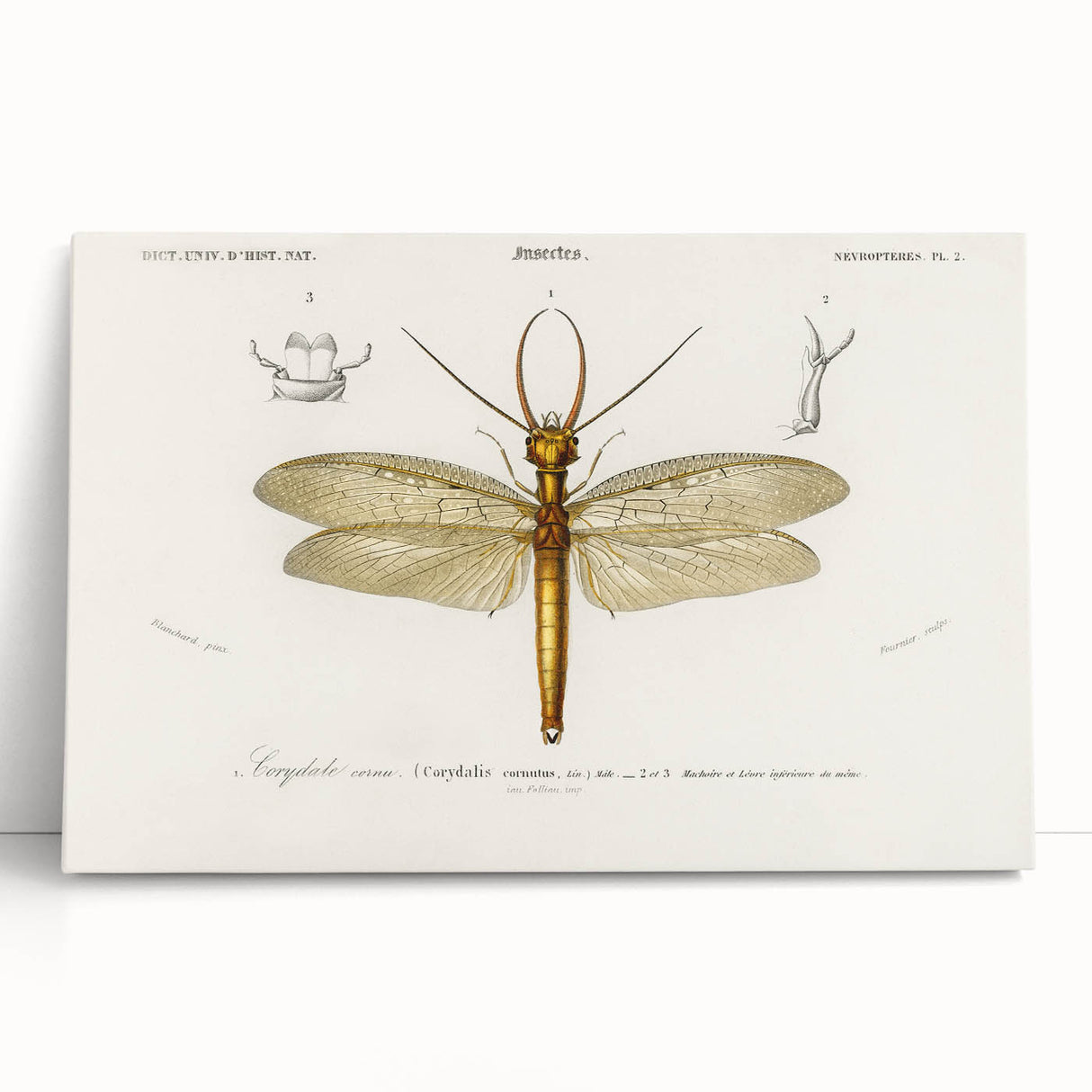 Romanticism Art Print: Eastern Dobsonfly Illustration by D'Orbigny