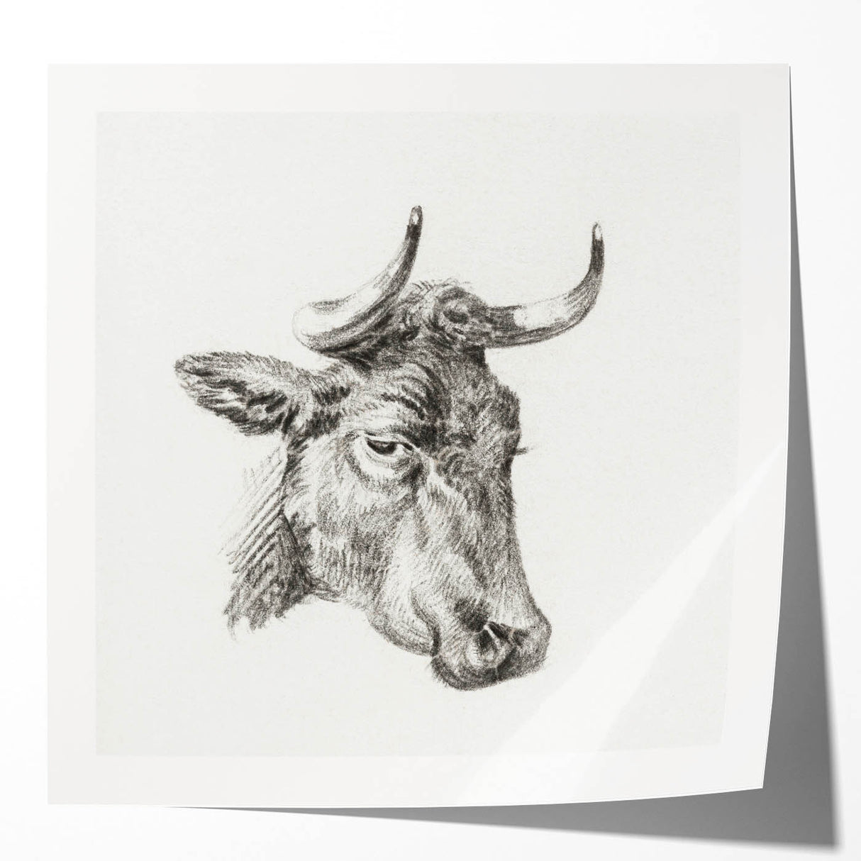 Romanticism Art Print: Head of a Cow - Timeless Sketch by Jean Bernard