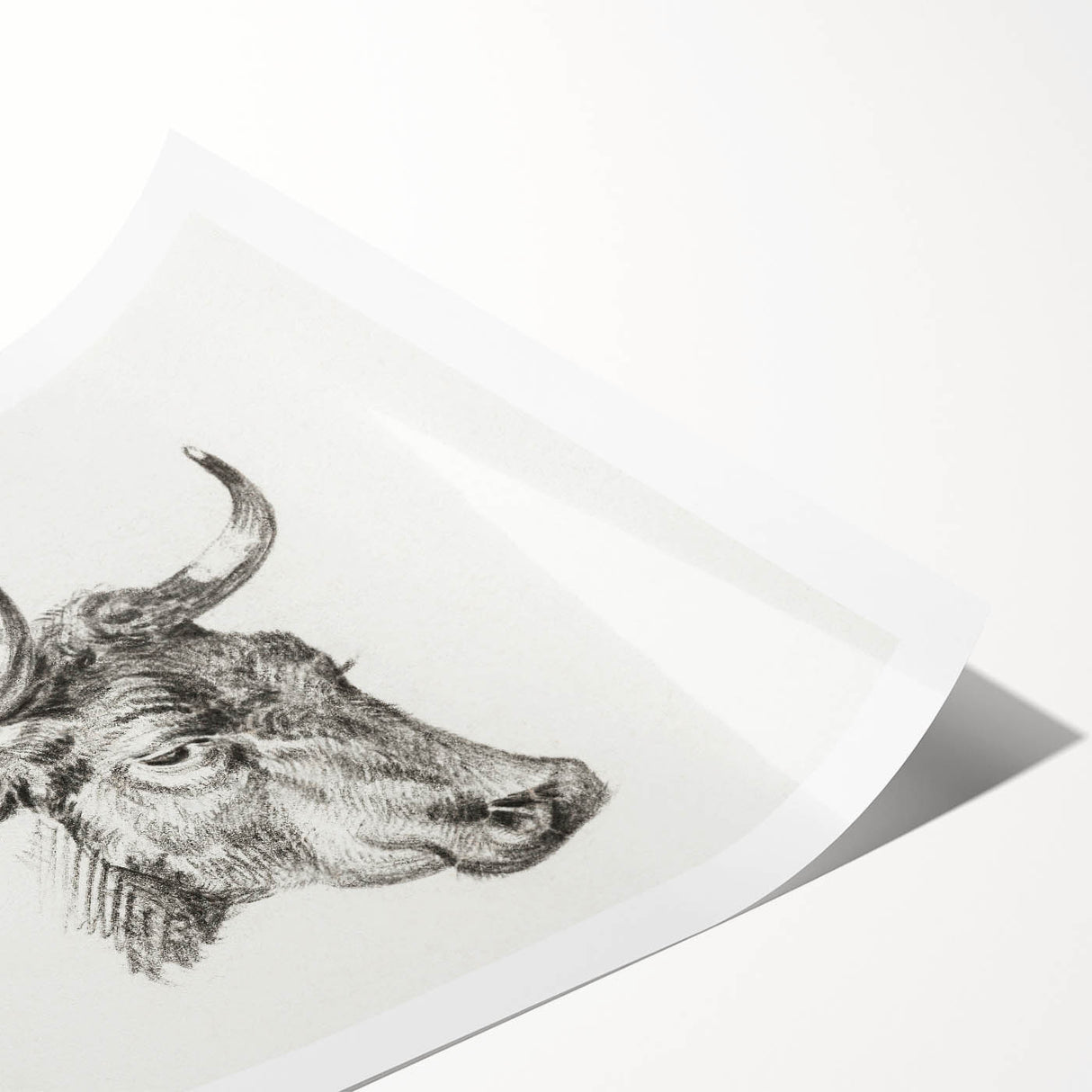 Romanticism Art Print: Head of a Cow - Timeless Sketch by Jean Bernard