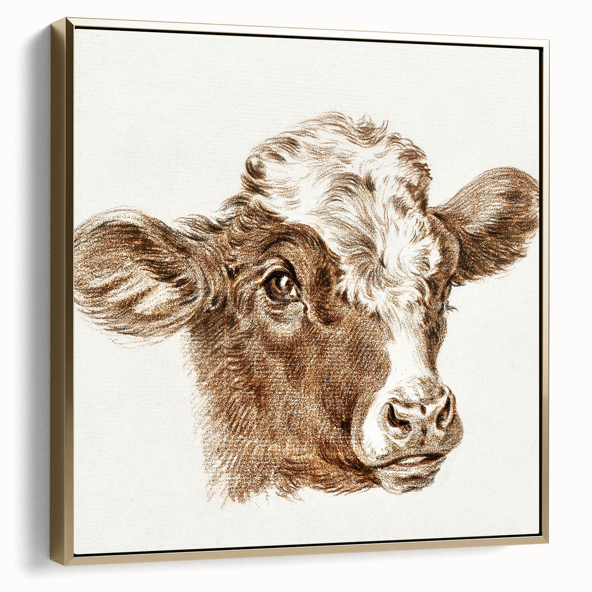 Romanticism Art: Head of a Cow - Historical Animal Sketch Canvas Print