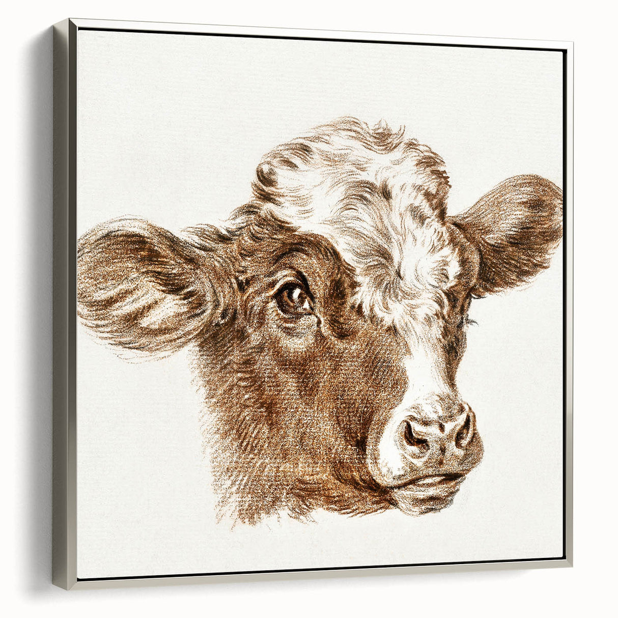 Romanticism Art: Head of a Cow - Historical Animal Sketch Canvas Print