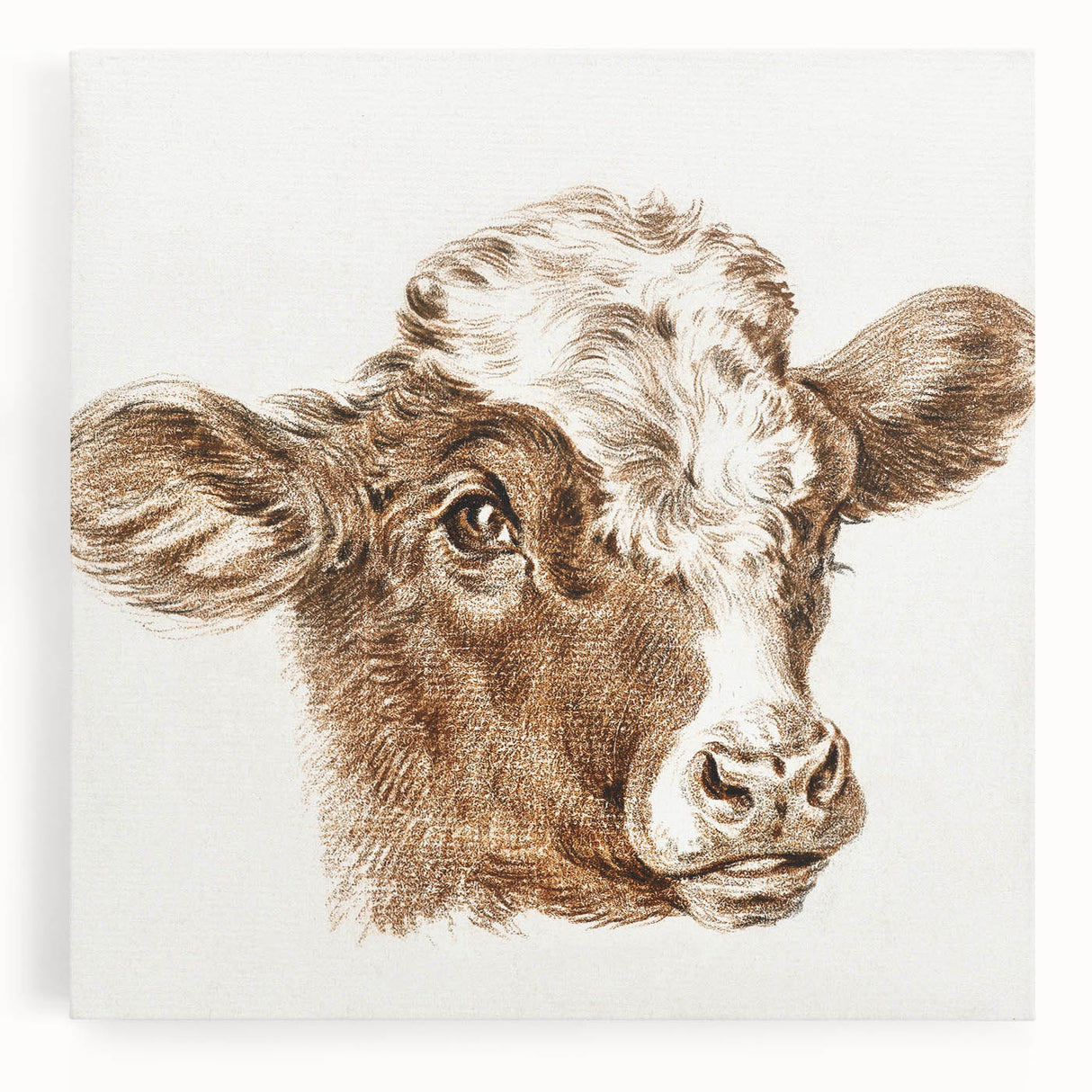 Romanticism Art: Head of a Cow - Historical Animal Sketch Canvas Print