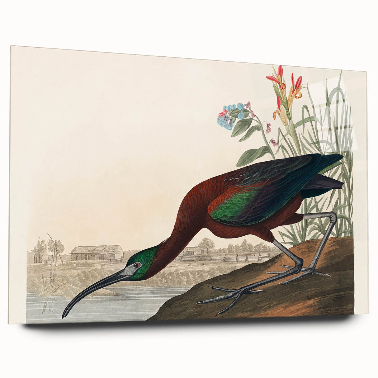 Glossy Ibis Romantic Art - Birds of America Canvas by Audubon