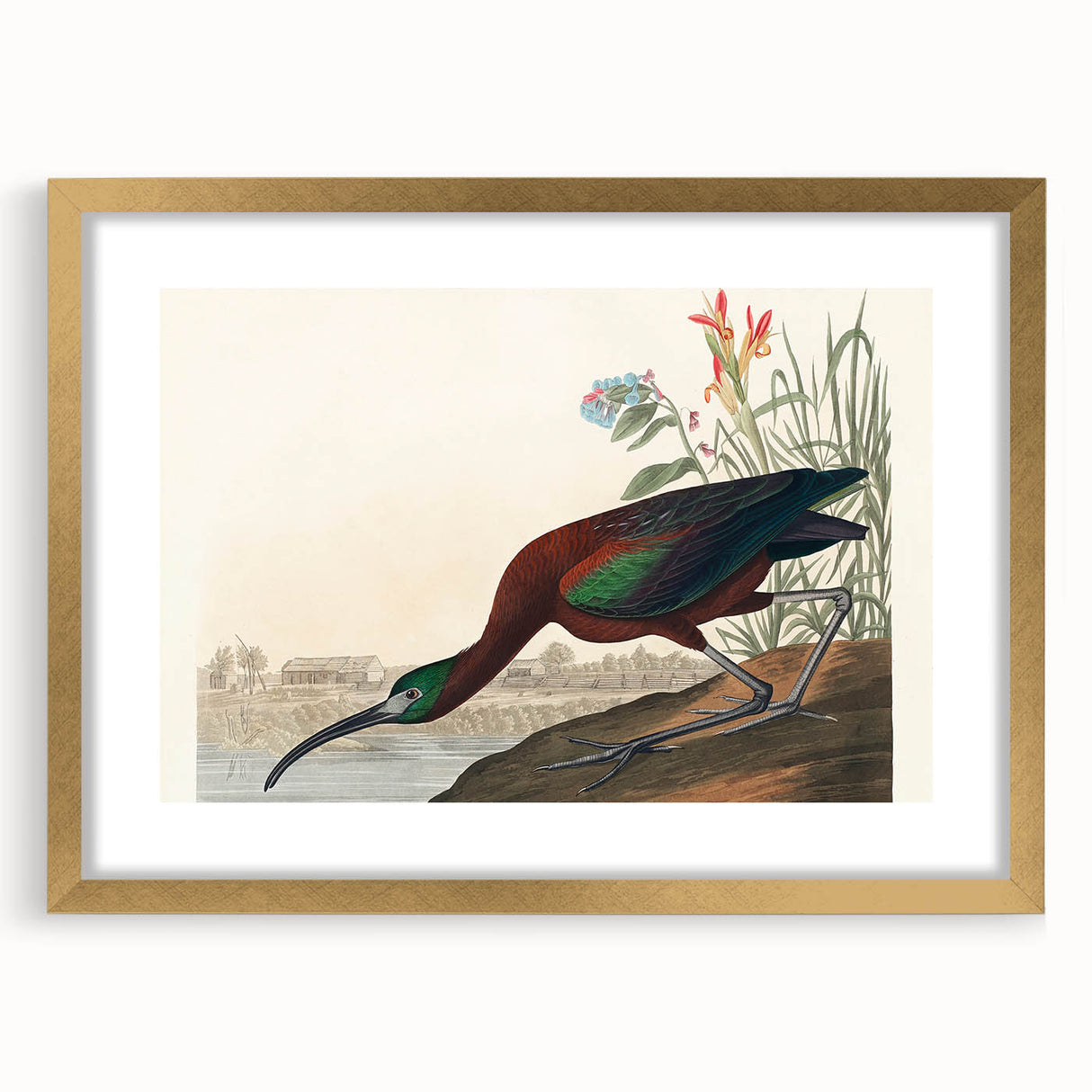 Glossy Ibis Romantic Art - Birds of America Canvas by Audubon