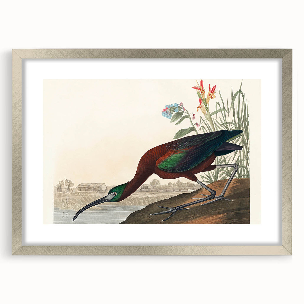 Glossy Ibis Romantic Art - Birds of America Canvas by Audubon