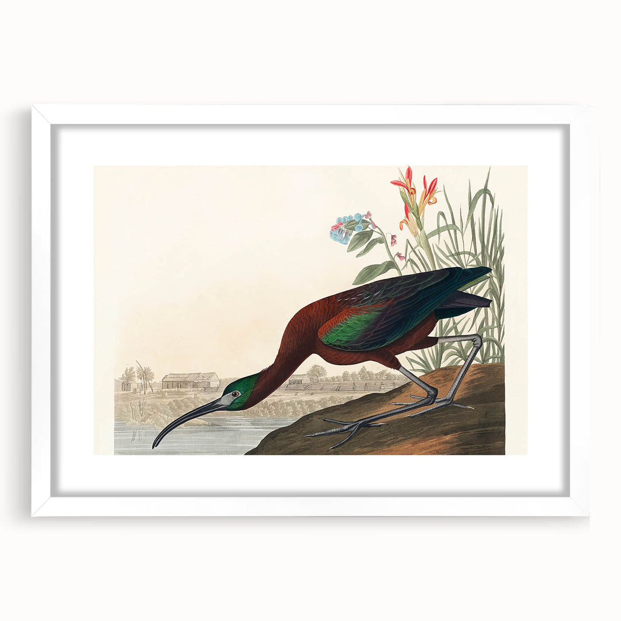 Glossy Ibis Romantic Art - Birds of America Canvas by Audubon