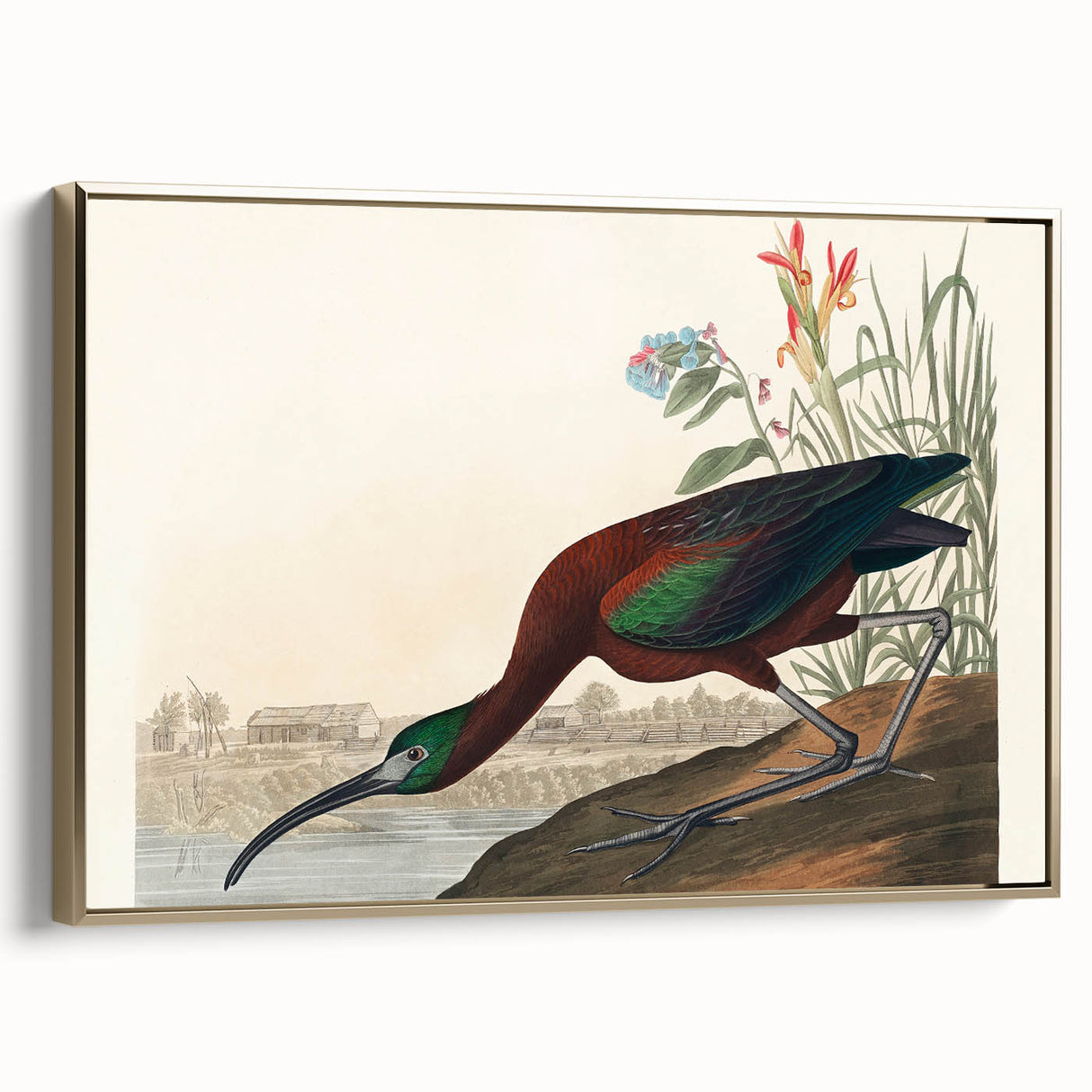 Glossy Ibis Romantic Art - Birds of America Canvas by Audubon