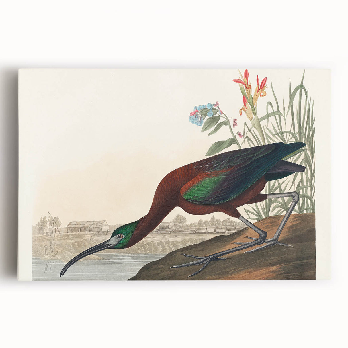 Glossy Ibis Romantic Art - Birds of America Canvas by Audubon
