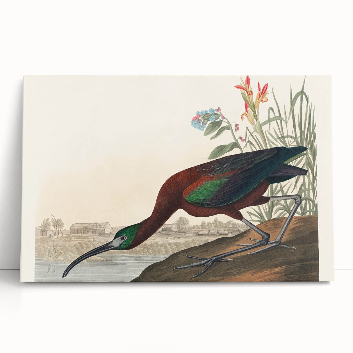 Glossy Ibis Romantic Art - Birds of America Canvas by Audubon