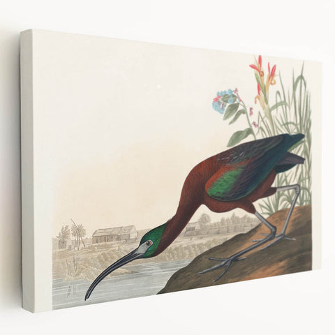 Glossy Ibis Romantic Art - Birds of America Canvas by Audubon