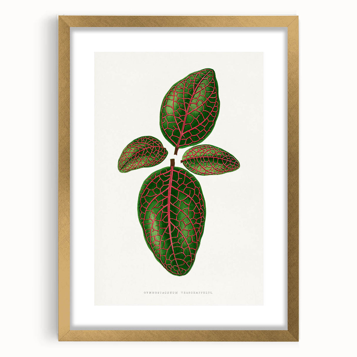Romantic Art Print: Green Nerve Plant Leaf - Botanical Masterpiece