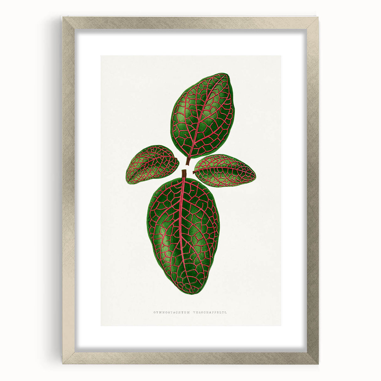 Romantic Art Print: Green Nerve Plant Leaf - Botanical Masterpiece
