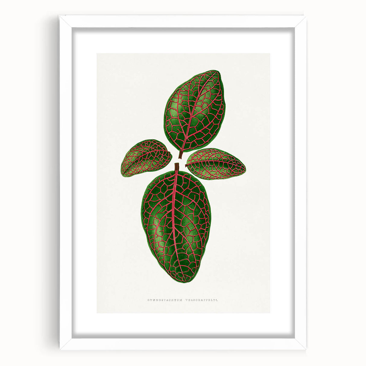 Romantic Art Print: Green Nerve Plant Leaf - Botanical Masterpiece