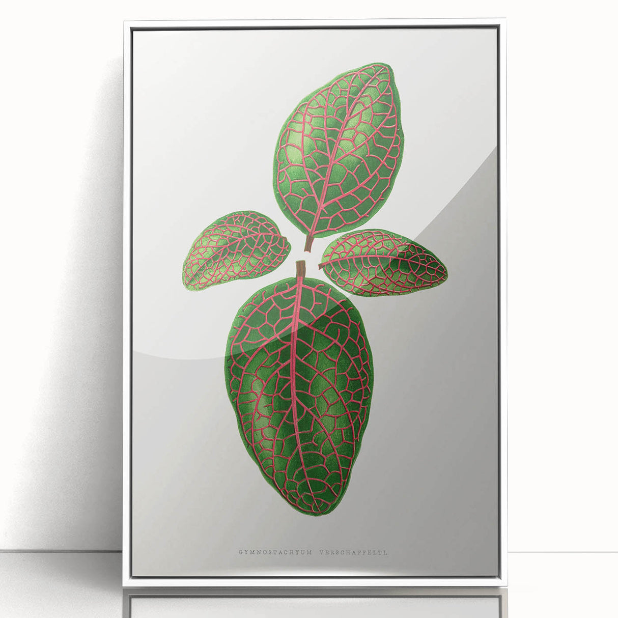 Romantic Art Print: Green Nerve Plant Leaf - Botanical Masterpiece