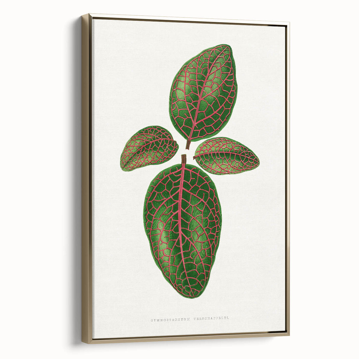 Romantic Art Print: Green Nerve Plant Leaf - Botanical Masterpiece