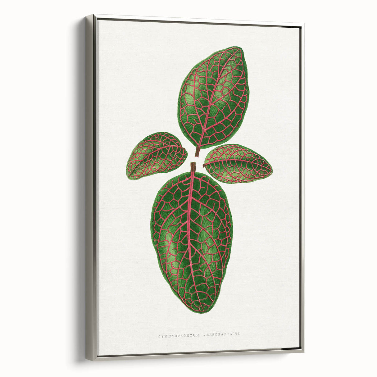 Romantic Art Print: Green Nerve Plant Leaf - Botanical Masterpiece
