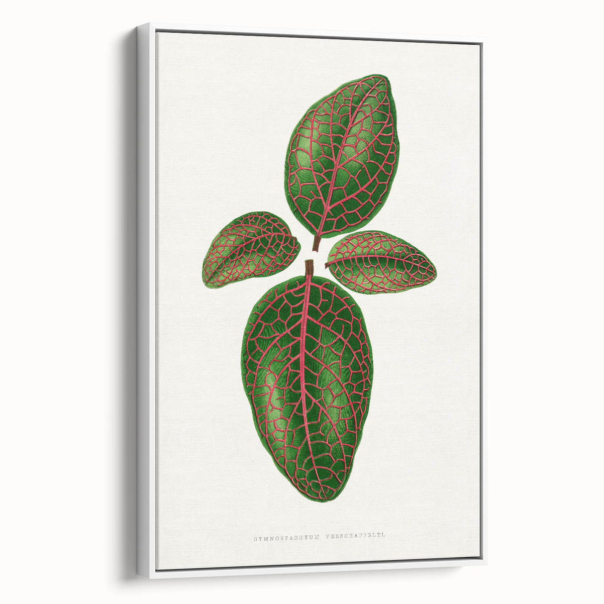 Romantic Art Print: Green Nerve Plant Leaf - Botanical Masterpiece