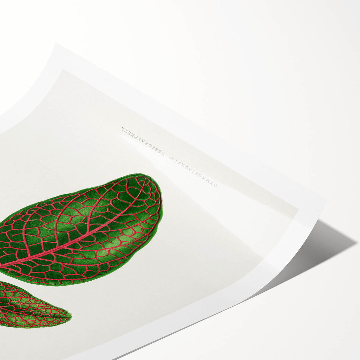 Romantic Art Print: Green Nerve Plant Leaf - Botanical Masterpiece