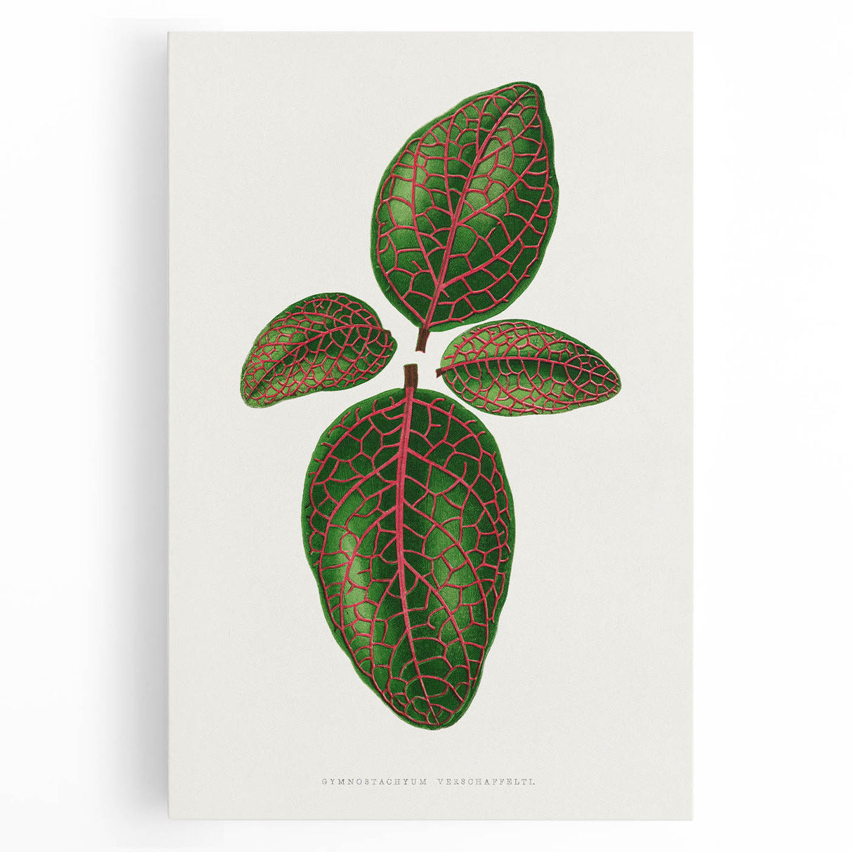 Romantic Art Print: Green Nerve Plant Leaf - Botanical Masterpiece