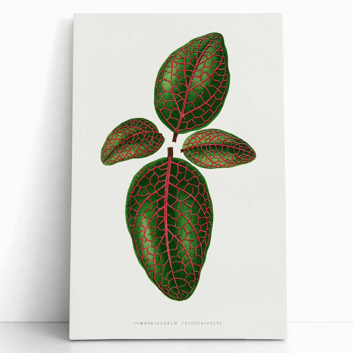 Romantic Art Print: Green Nerve Plant Leaf - Botanical Masterpiece