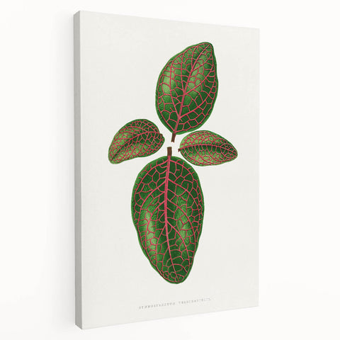 Romantic Art Print: Green Nerve Plant Leaf - Botanical Masterpiece