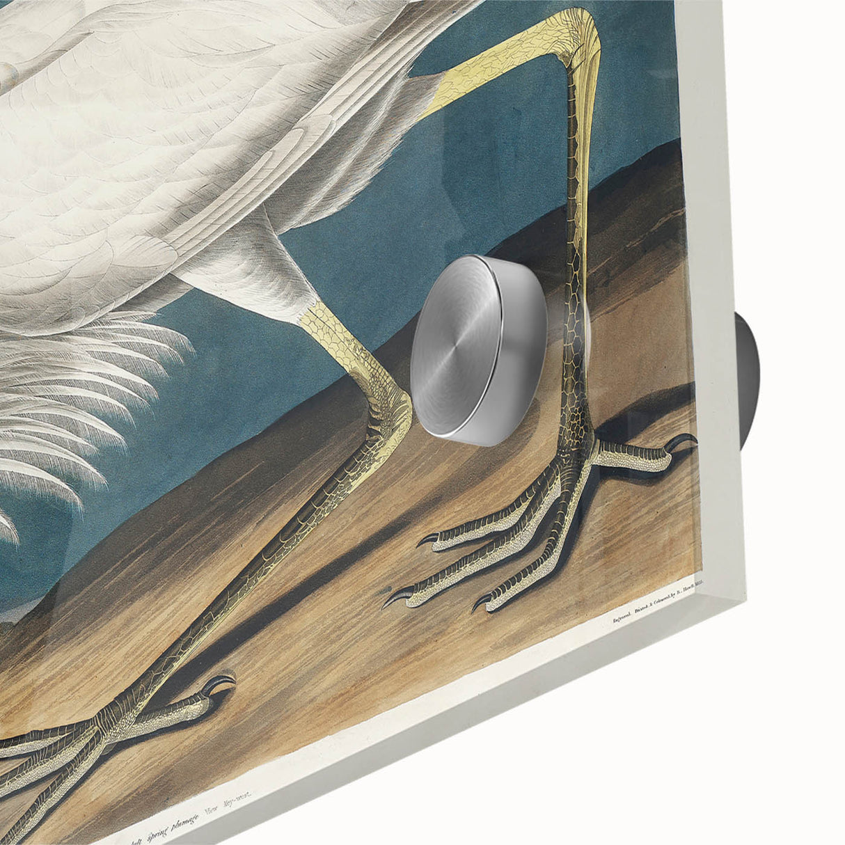 Great White Heron - Romantic Wildlife Art Canvas by Audubon