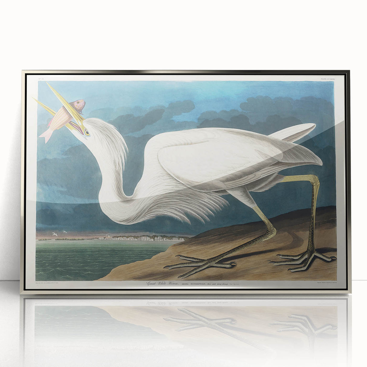 Great White Heron - Romantic Wildlife Art Canvas by Audubon