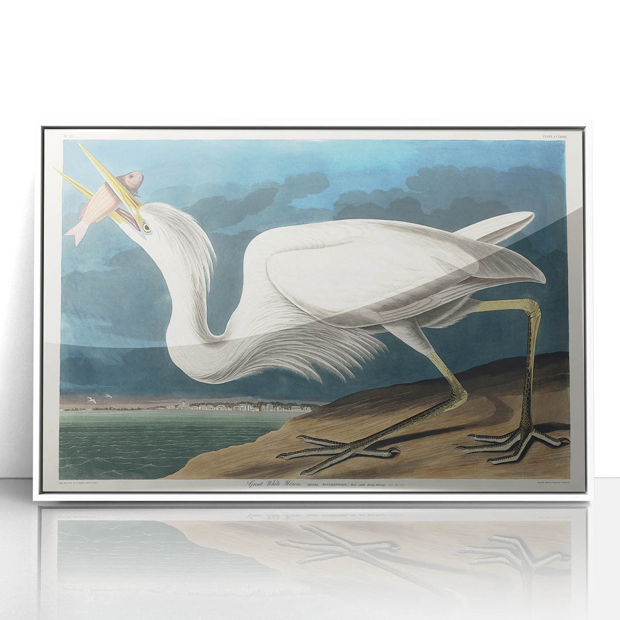 Great White Heron - Romantic Wildlife Art Canvas by Audubon