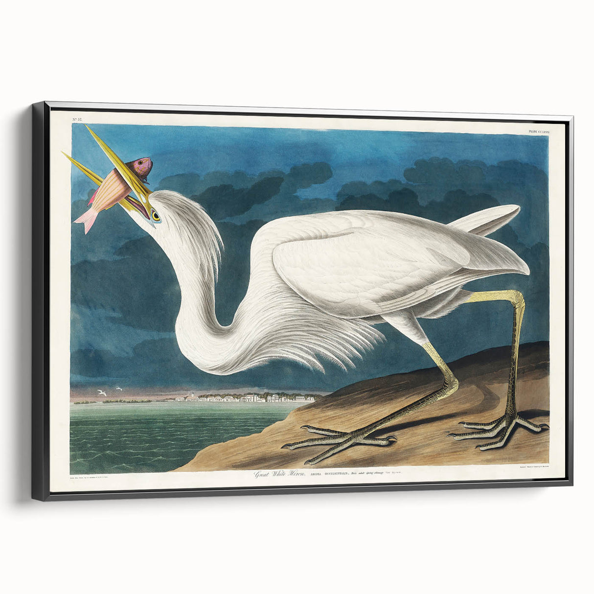 Great White Heron - Romantic Wildlife Art Canvas by Audubon