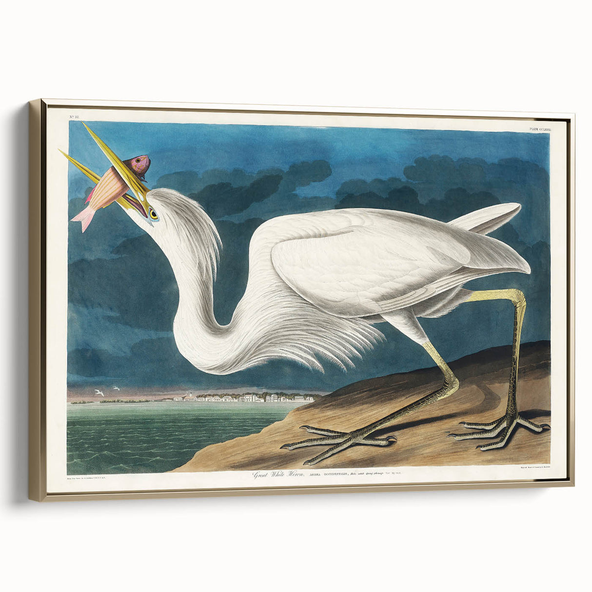 Great White Heron - Romantic Wildlife Art Canvas by Audubon