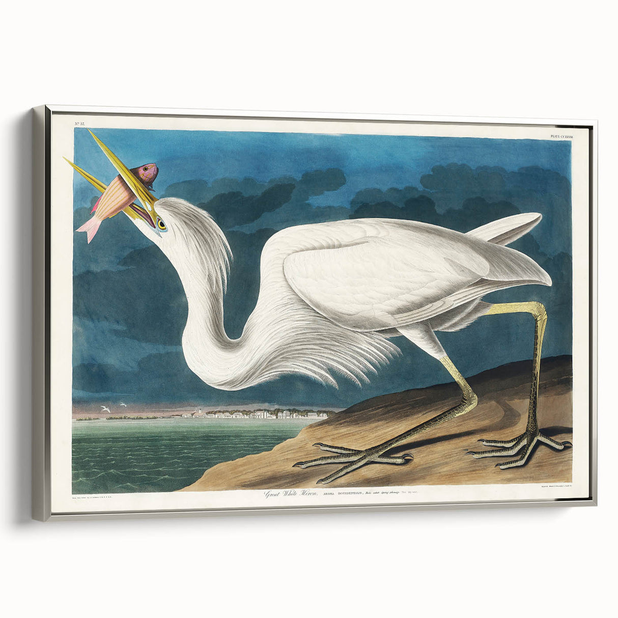 Great White Heron - Romantic Wildlife Art Canvas by Audubon