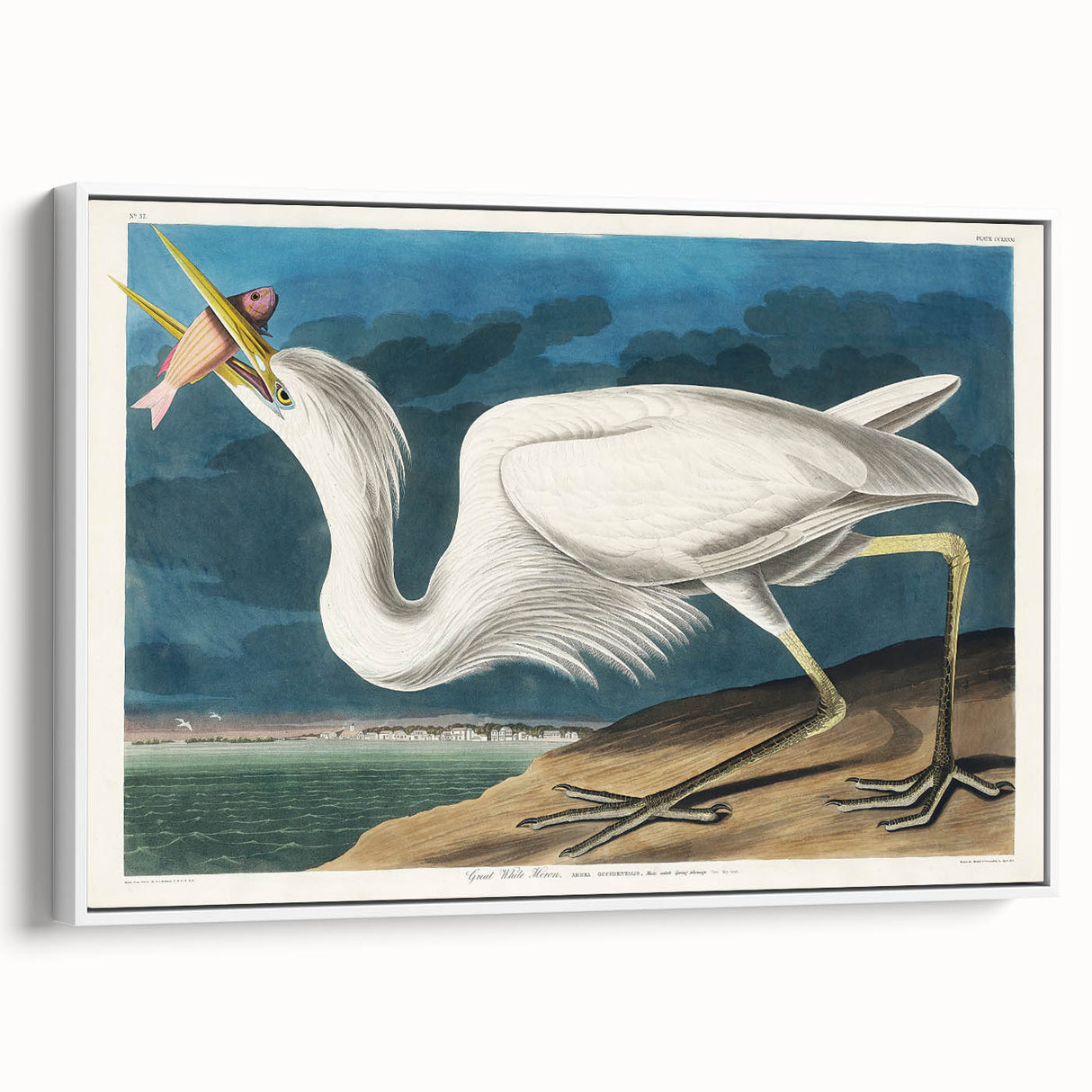 Great White Heron - Romantic Wildlife Art Canvas by Audubon