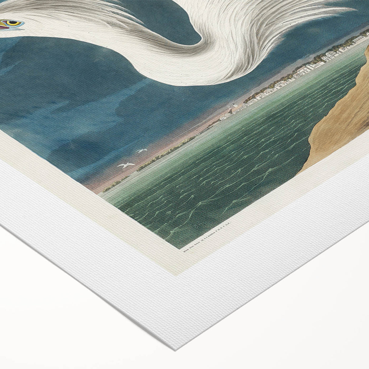 Great White Heron - Romantic Wildlife Art Canvas by Audubon