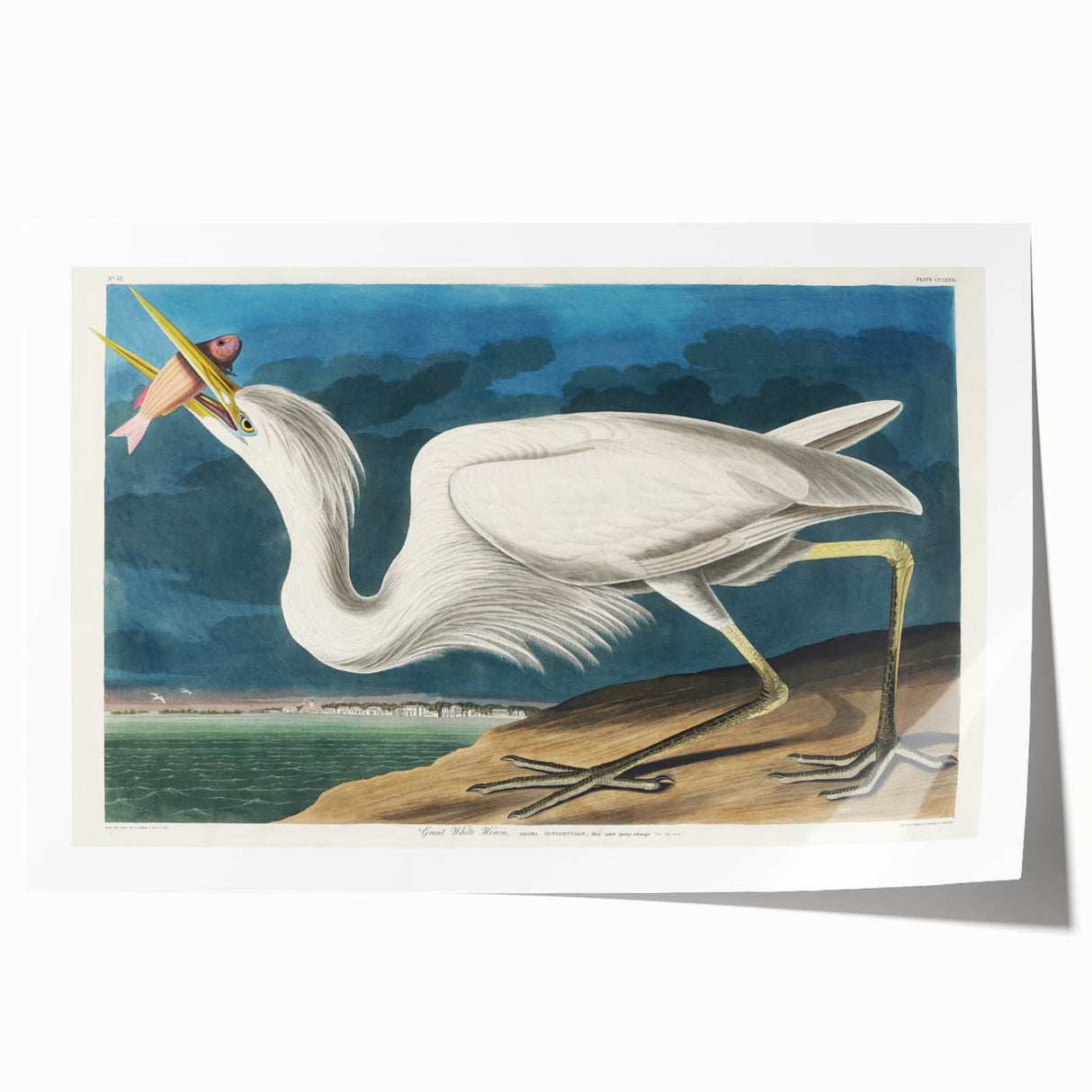 Great White Heron - Romantic Wildlife Art Canvas by Audubon