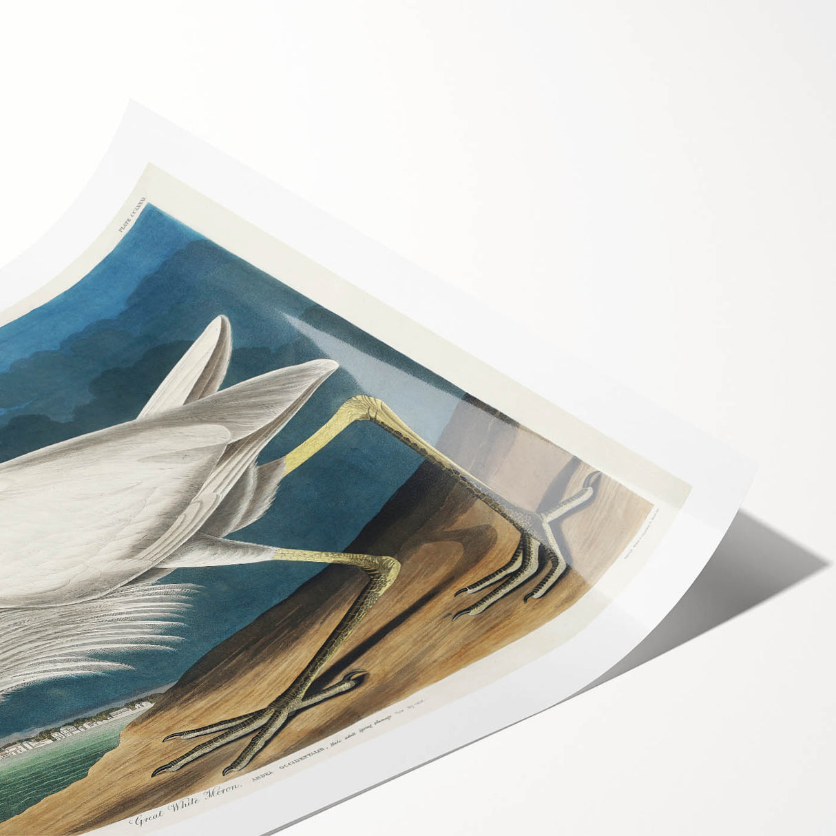 Great White Heron - Romantic Wildlife Art Canvas by Audubon