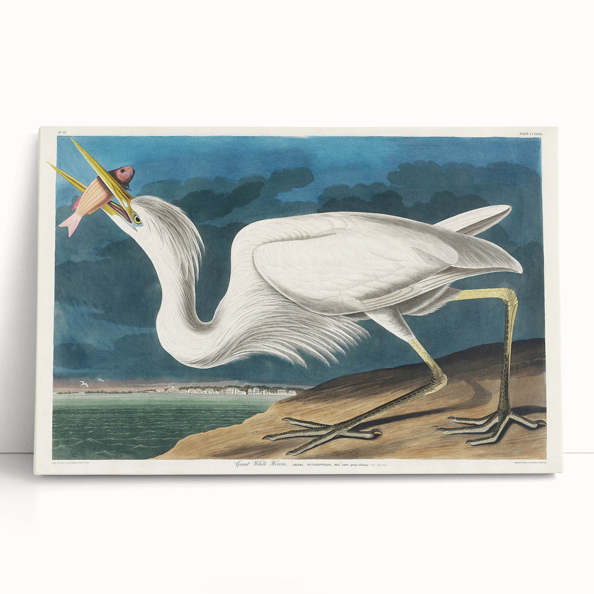 Great White Heron - Romantic Wildlife Art Canvas by Audubon