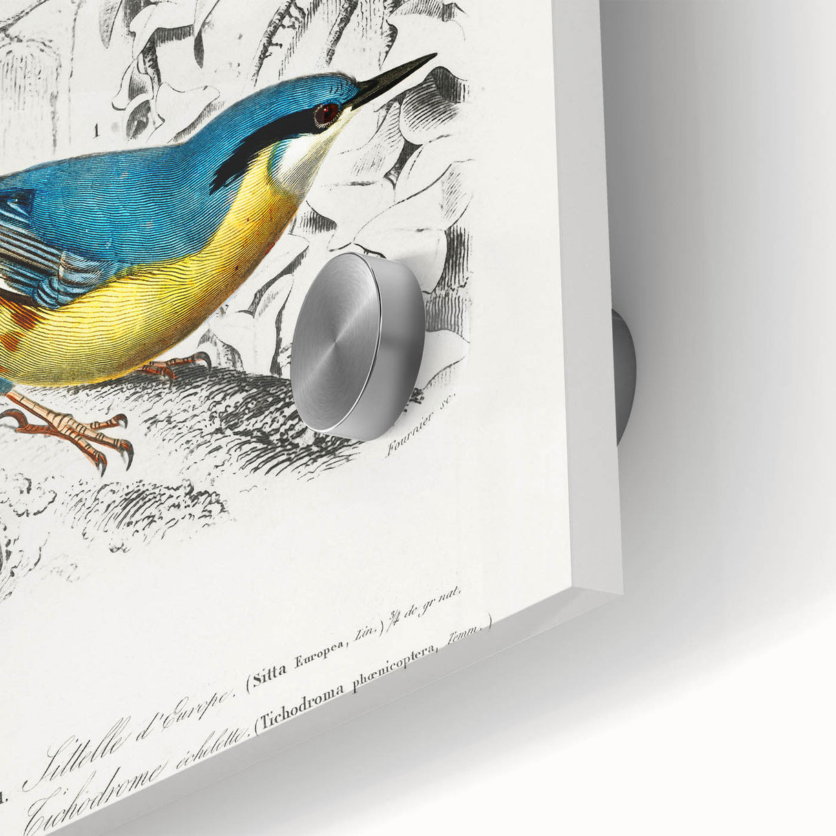 Romanticism Art: Vibrant Bird Illustration Canvas Print