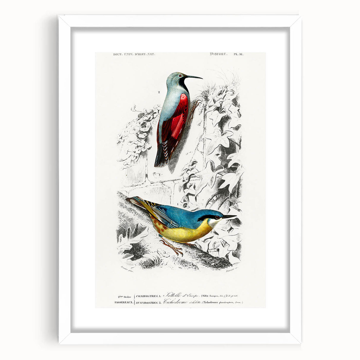 Romanticism Art: Vibrant Bird Illustration Canvas Print