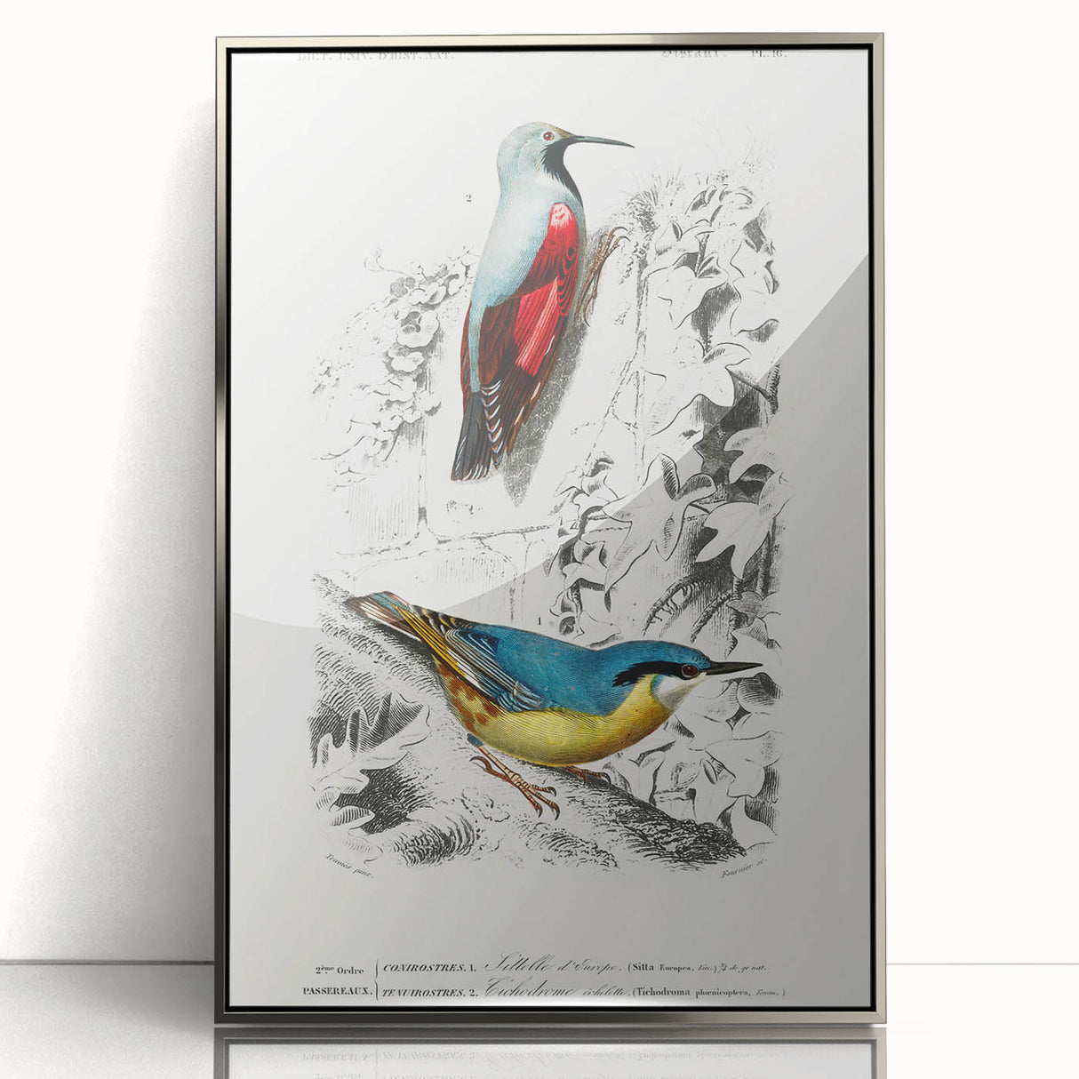 Romanticism Art: Vibrant Bird Illustration Canvas Print