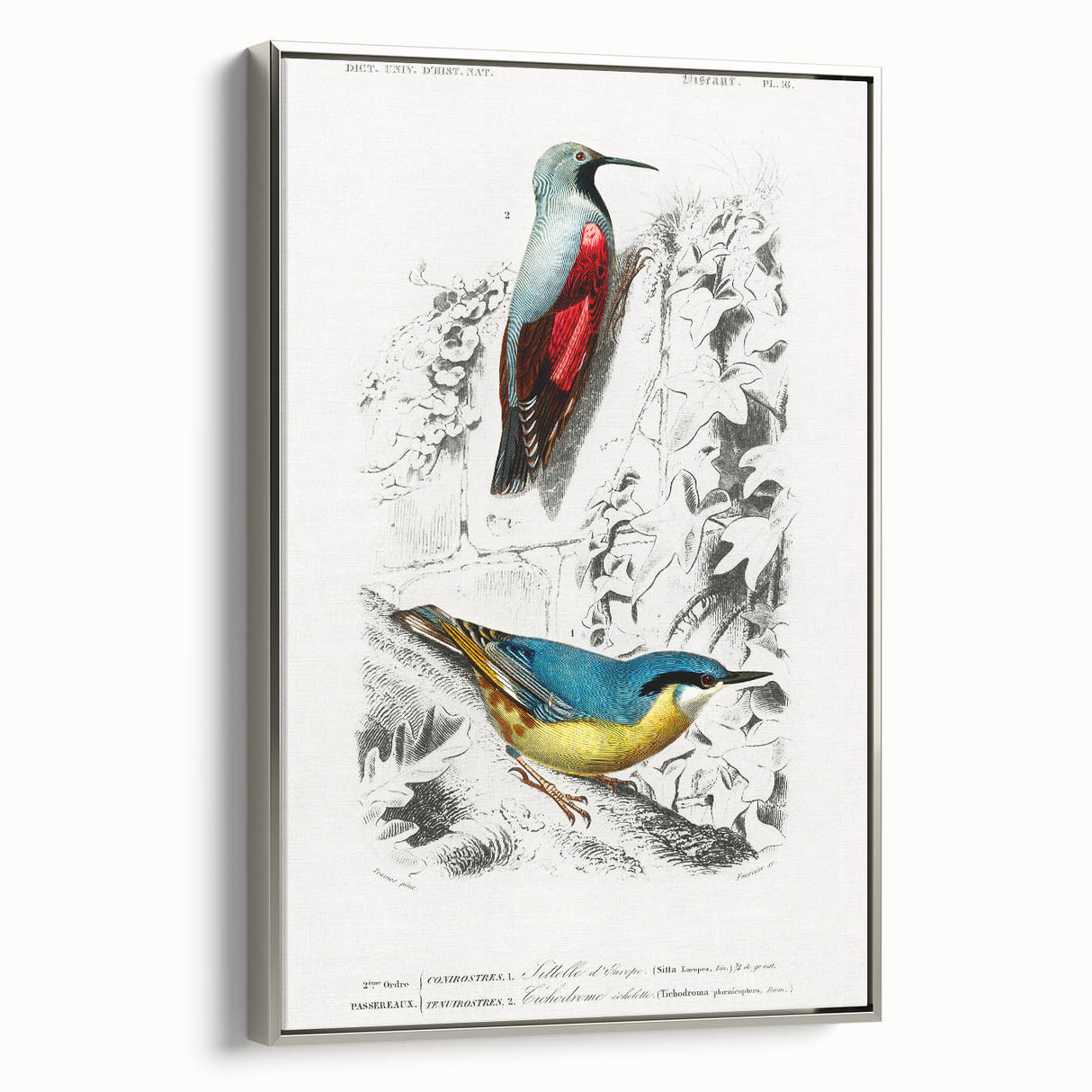 Romanticism Art: Vibrant Bird Illustration Canvas Print