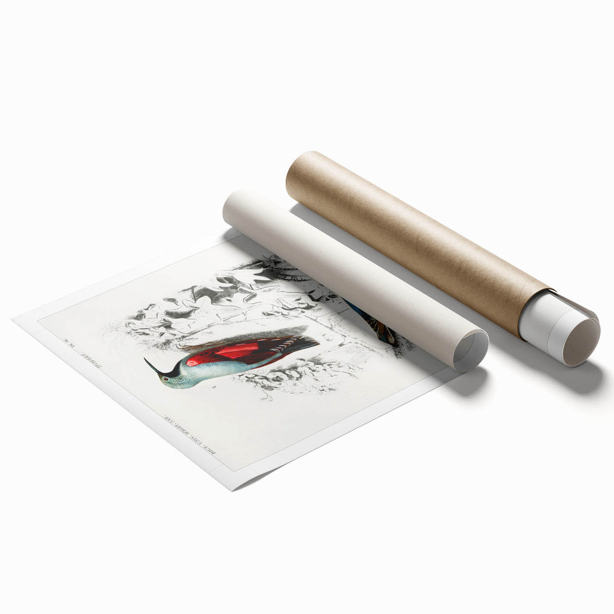 Romanticism Art: Vibrant Bird Illustration Canvas Print