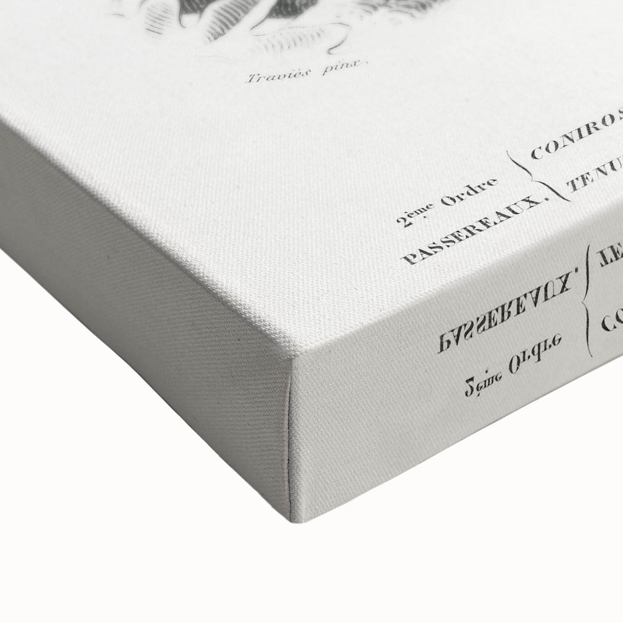 Romanticism Art: Vibrant Bird Illustration Canvas Print